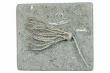 Fossil Crinoid (Pachylocrinus) - Crawfordsville, Indiana #279650-1